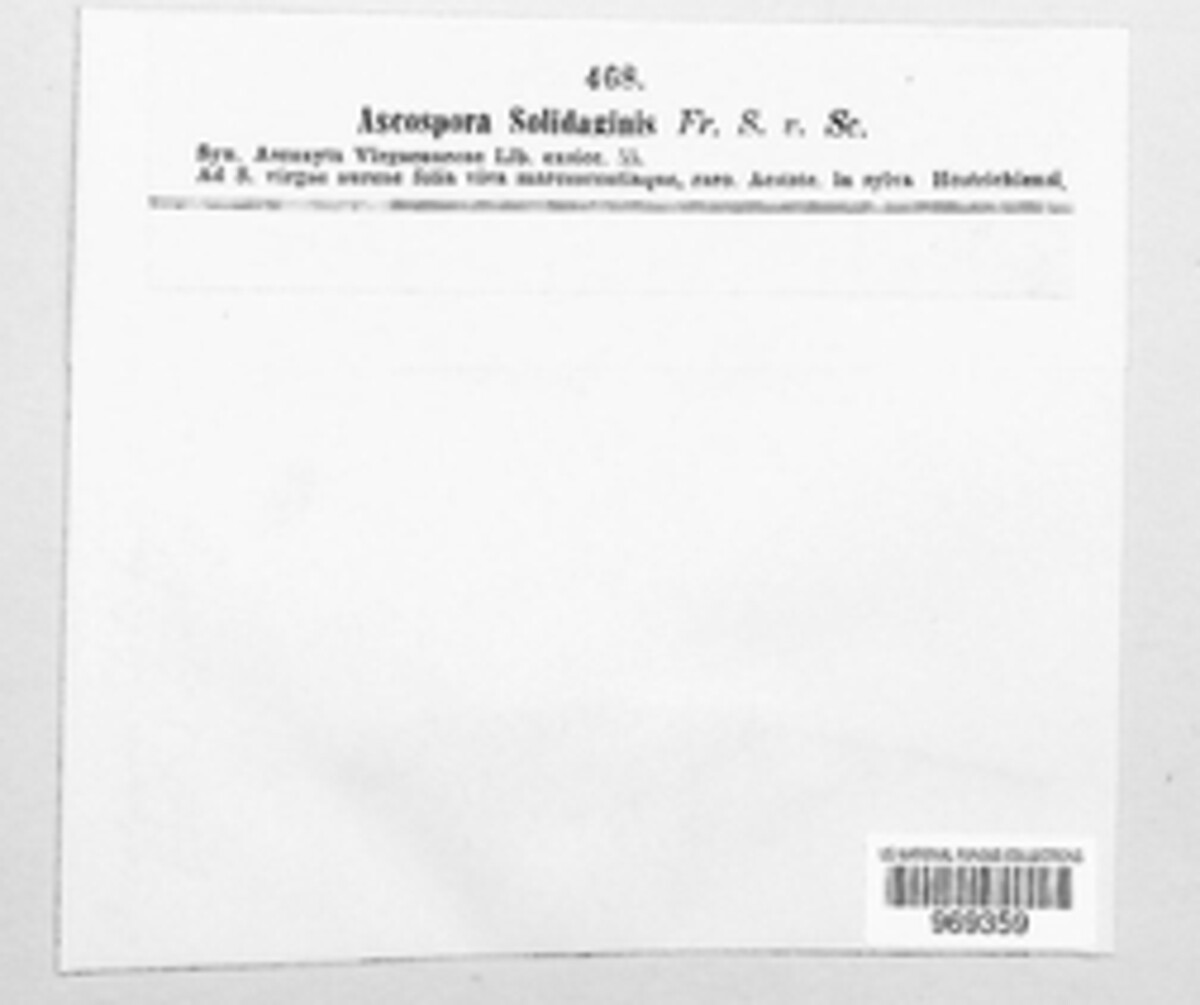 Ascospora solidaginis image